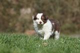 BORDER COLLIE 792